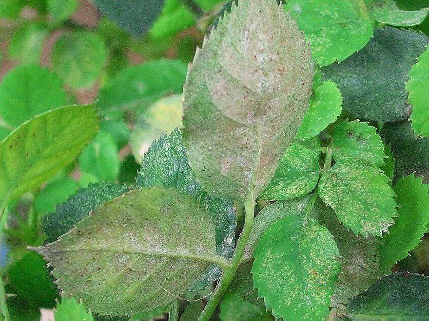 害蟲“抗藥”怎么辦？專家開出新處方