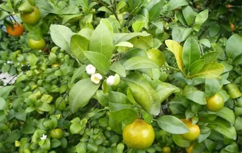 正確認(rèn)識(shí)柑橘黃龍病，以防為主