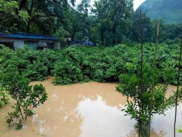 水災(zāi)后柑橘樹如何護(hù)理？