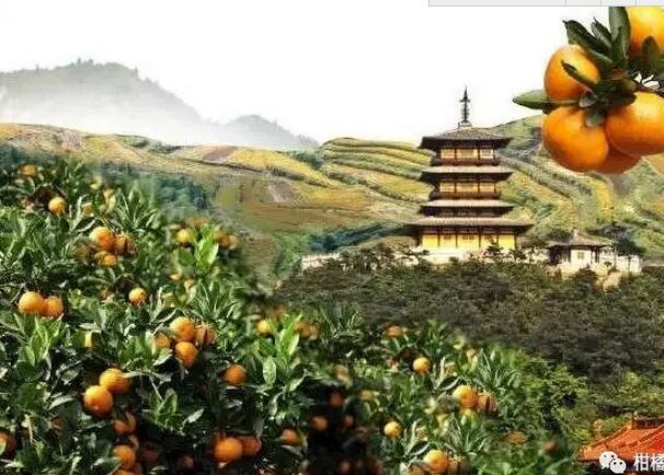 我國柑橘主產區(qū)種植情況大起底